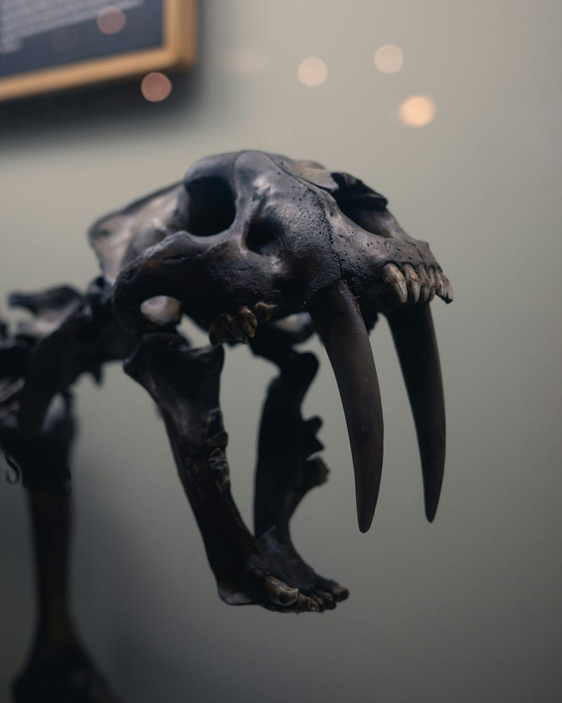 La Brea Tar Pits showcasing fossil remains