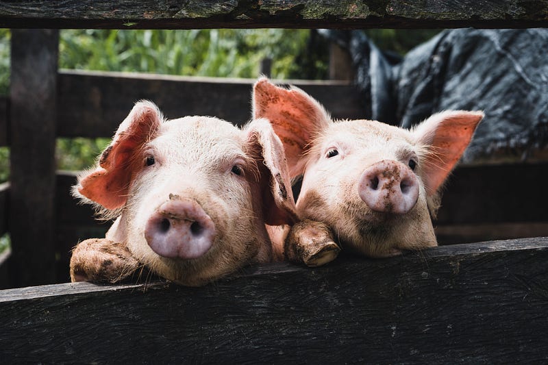 Pigs engaging in social play