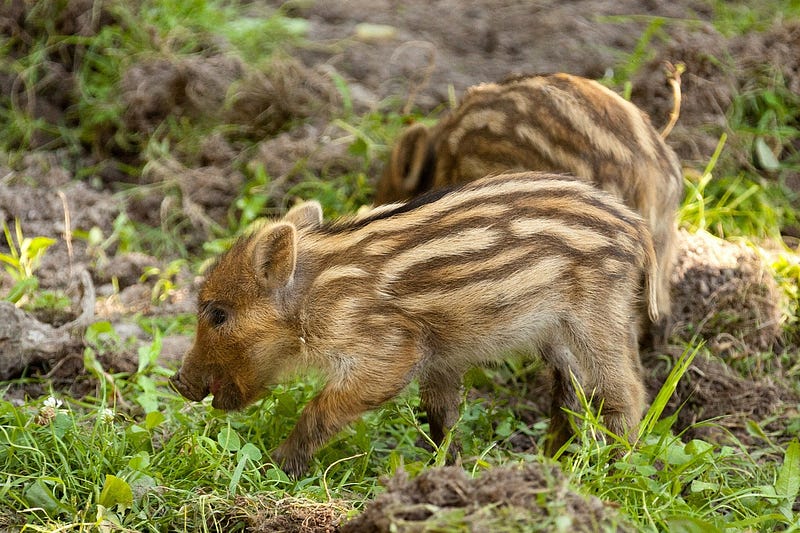 Pig sniffing out truffles