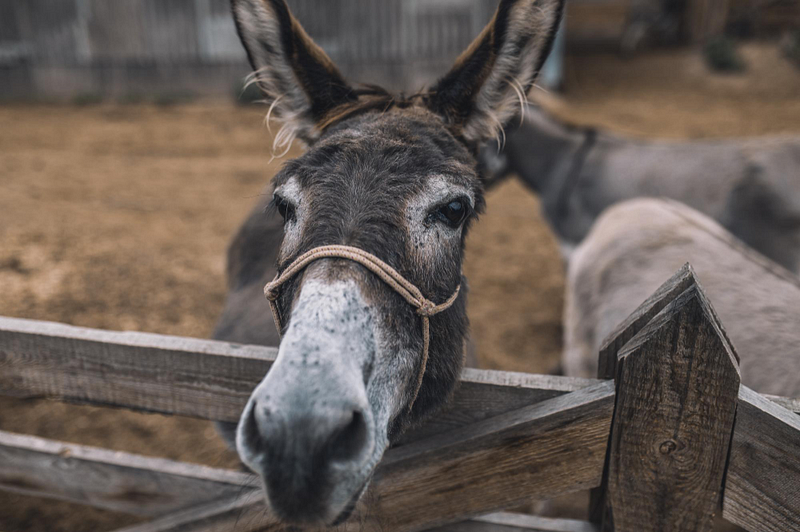 Excited friend looking to adopt donkeys