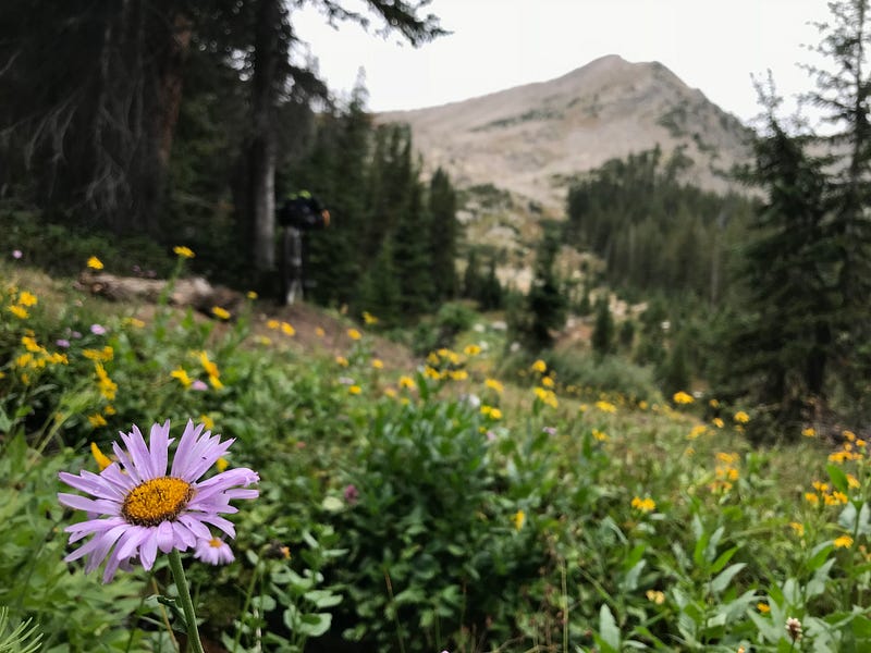 A wildflower and bicycle in Colorado’s Tenmile Range