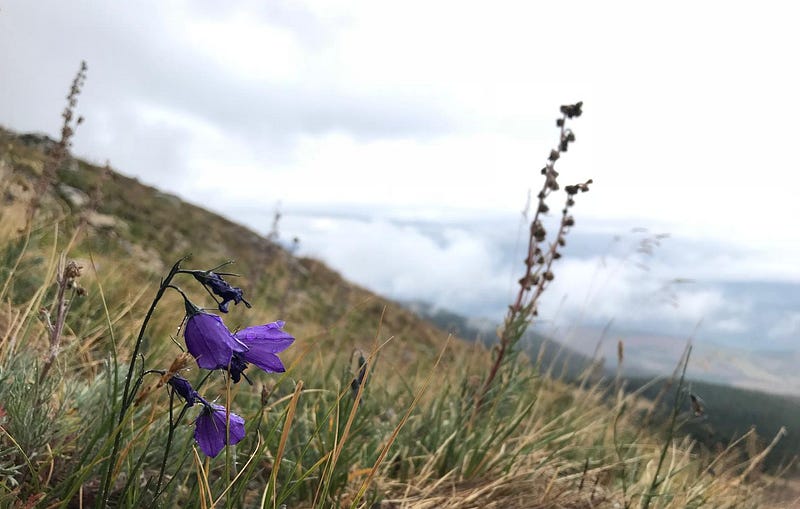 Rocky Mountain bluebells