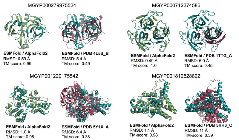 ESMFold structure predictions.