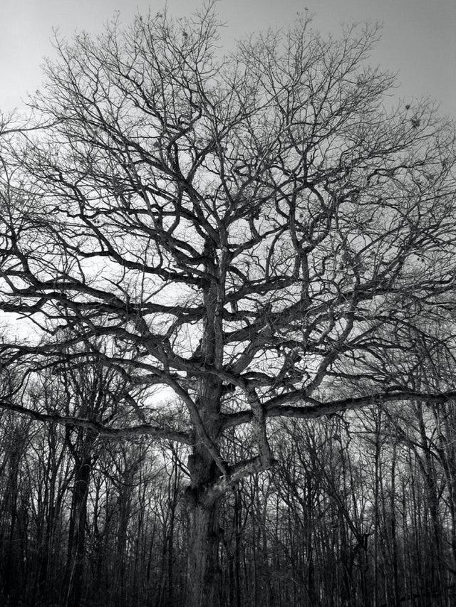 Fractal tree branches