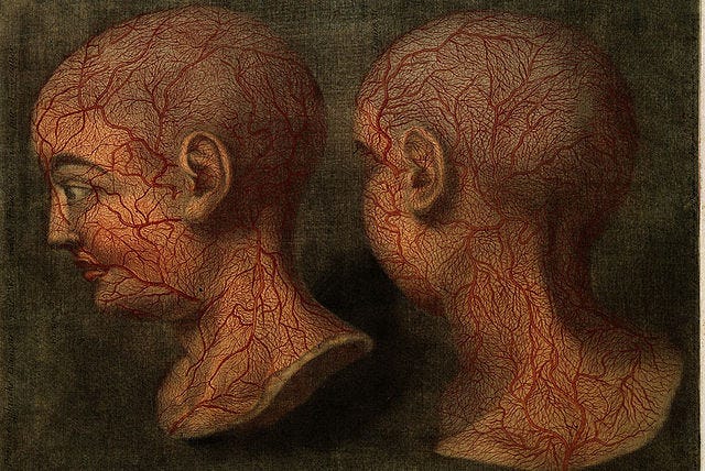 Superficial blood vessels of the head and neck