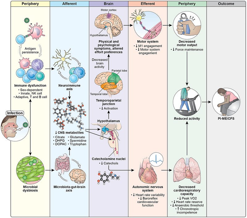 Schematic illustration of the putative cascade of mechanisms that lead to ME/CFS after an infection.