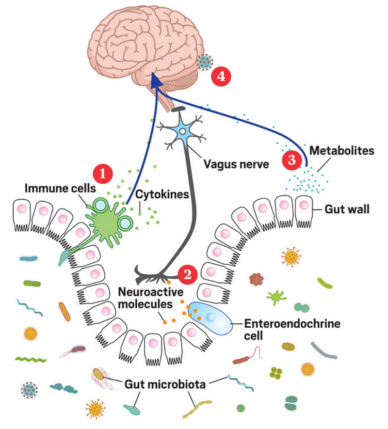 Diagram of the microbiome-gut-brain axis