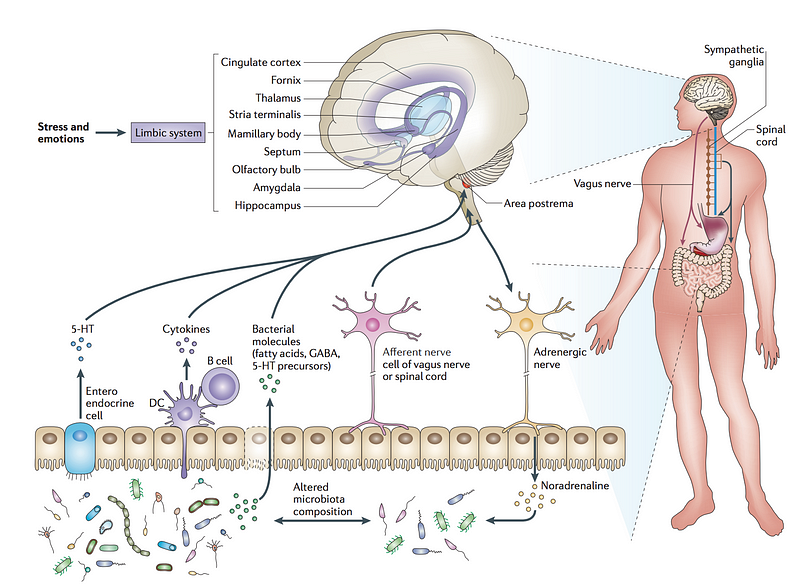 Comprehensive overview of the microbiome-gut-brain axis