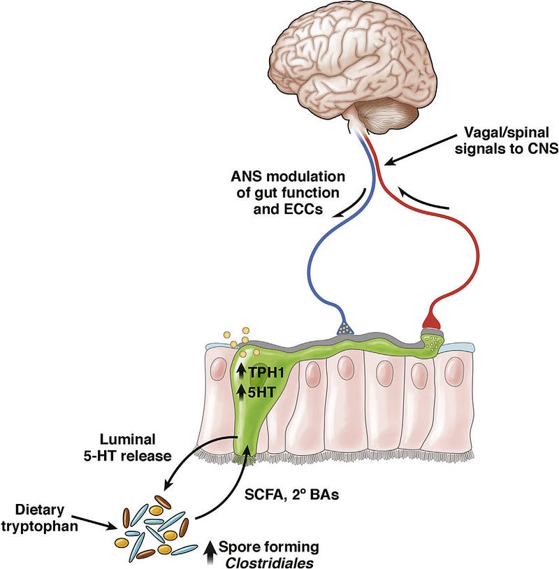 Serotonin synthesis in the gut